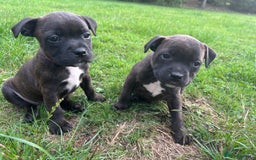 Staffordshire Bull Terrier dogs for sale: Beautiful kc reg.red brindle & white puppies - Image 7