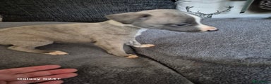 Whippet Puppy 2