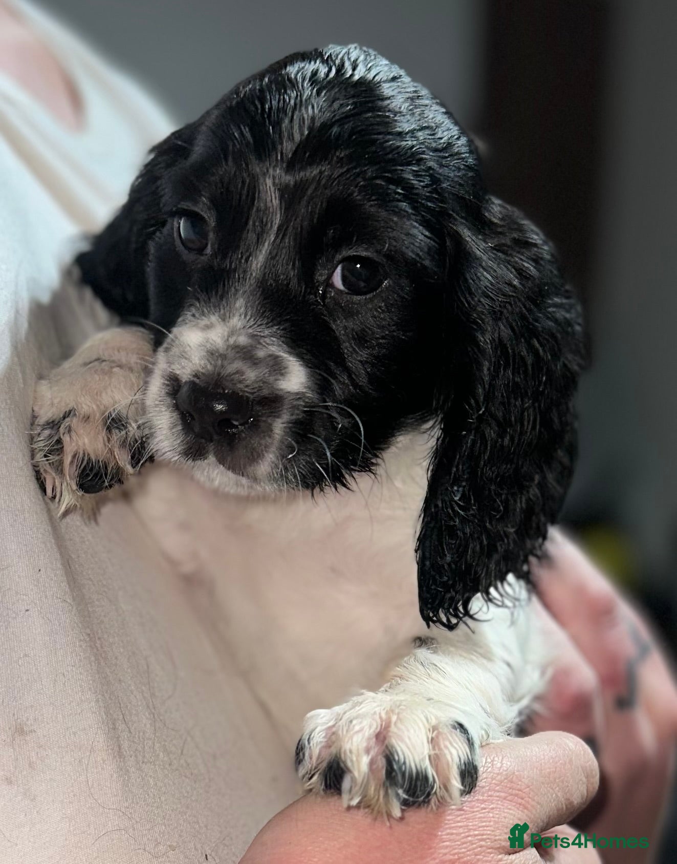 Cocker Spaniel dogs LAST STUNNING COCKER SPANIEL BOY - Advert 16