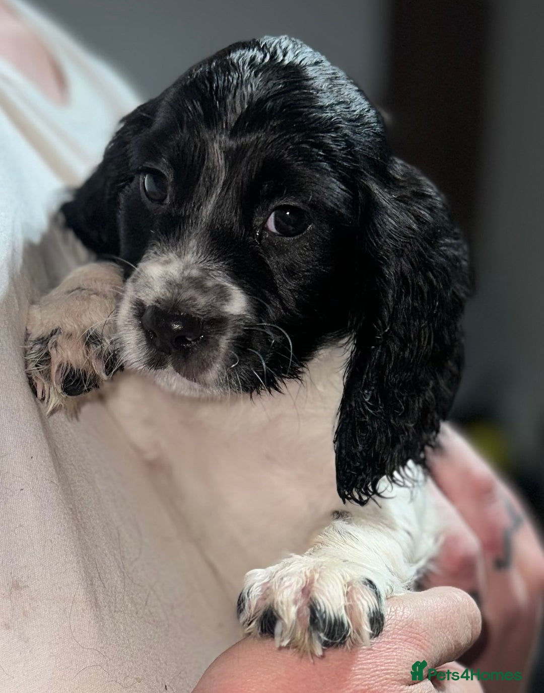 Cocker Spaniel dogs for sale: LAST STUNNING COCKER SPANIEL BOY - Advert 2