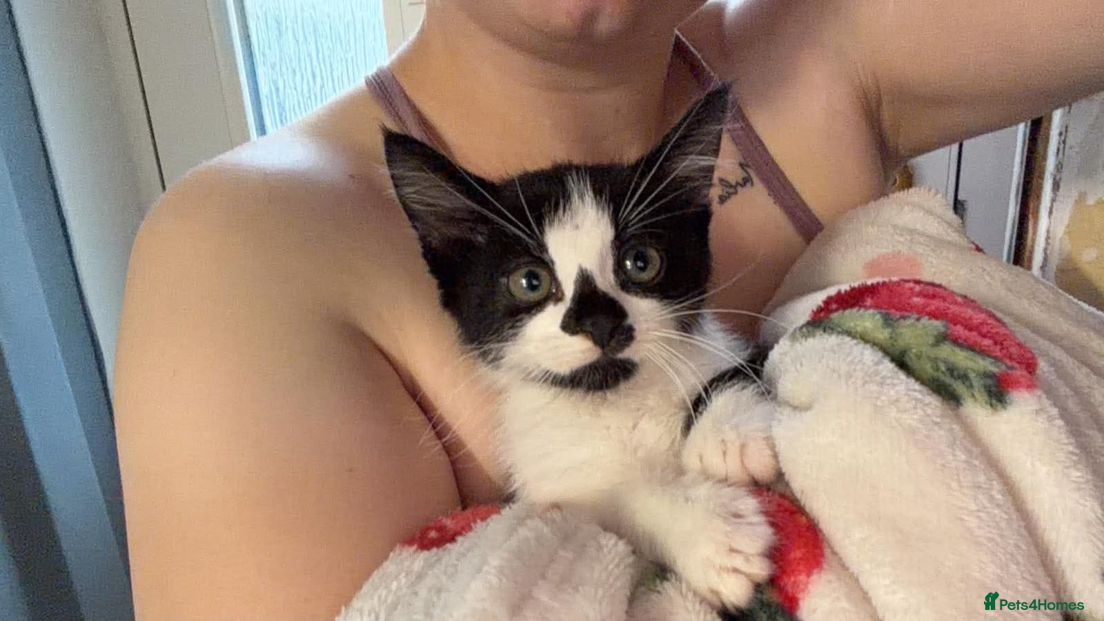 Mixed Breed cats for sale: Tuxedo kitten boy - Advert 1