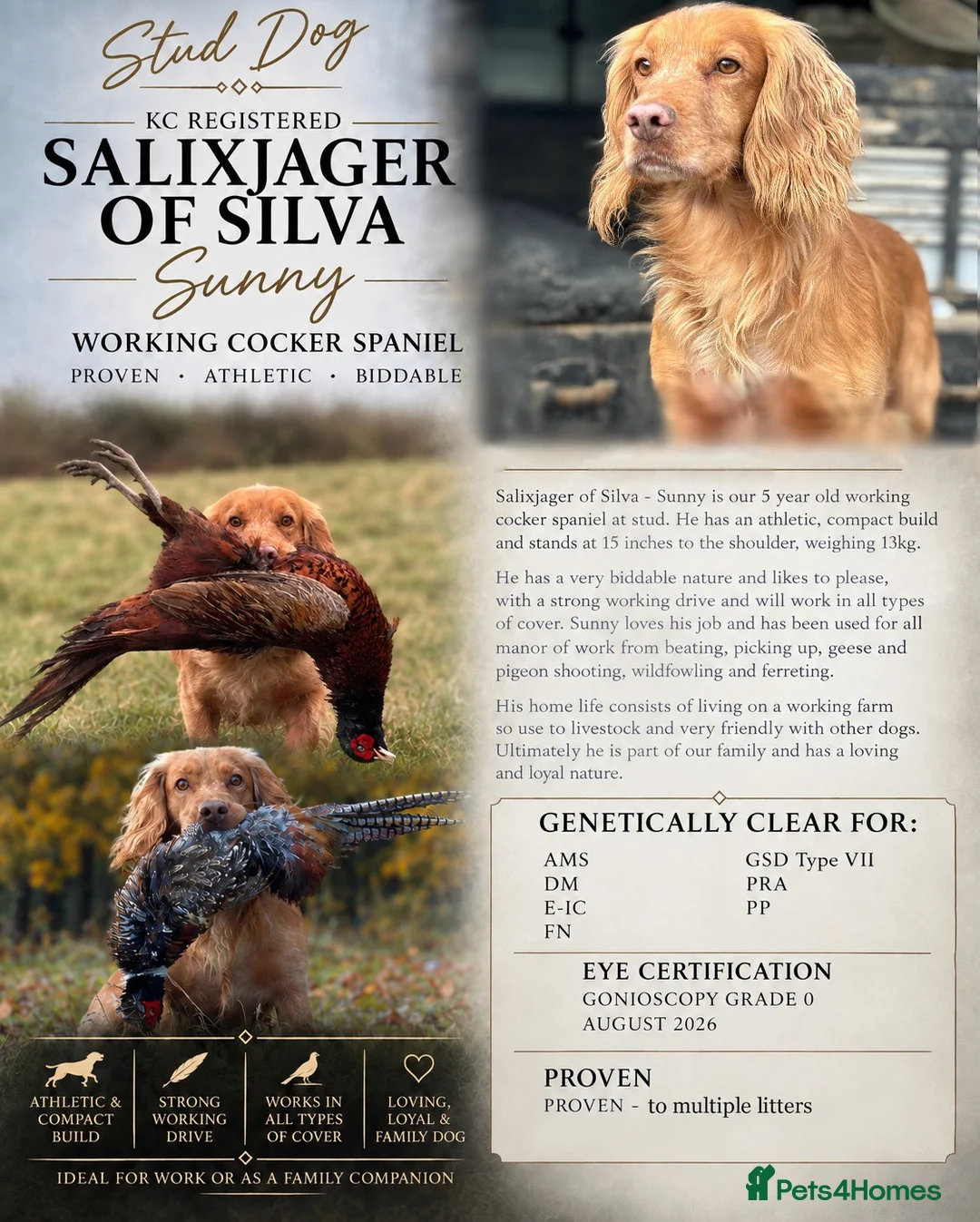 Cocker Spaniel dogs for stud: KC HealthTestedStud- Salixjager of Silva  - Advert 2