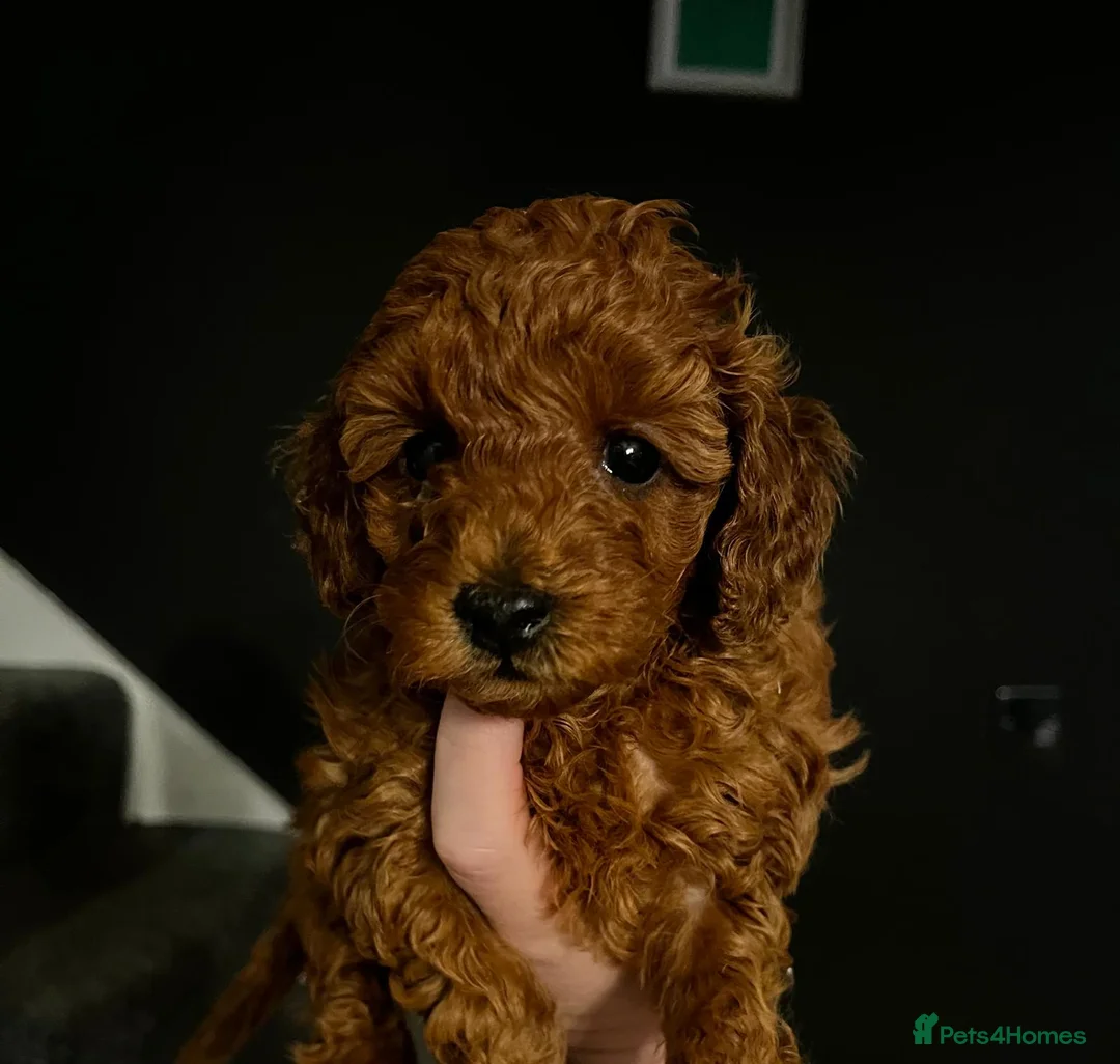 Toy Poodle dogs for sale: KC Registered Toy Poodle Puppies Available - Advert 7