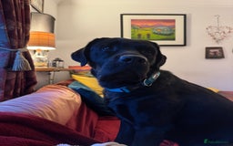 Labrador Retriever dogs for sale: KC Reg Pups, Excellent Pedigree, Ready This Week - Image 16