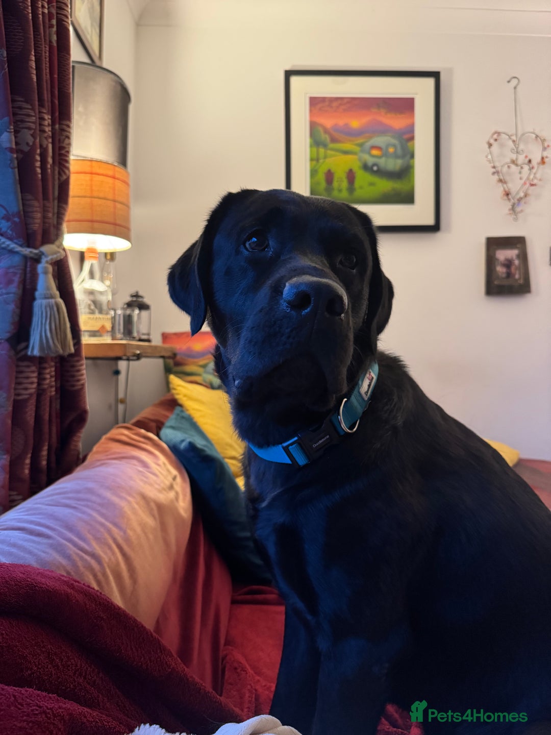 Labrador Retriever dogs for sale: KC Reg Pups, Excellent Pedigree, Ready This Week - Image 16