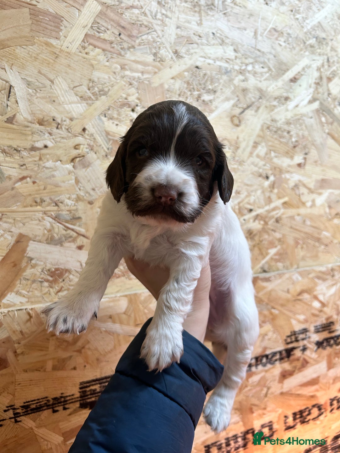 English Springer Spaniel dogs for sale: Working Springer Spaniel Puppies  - Advert 2
