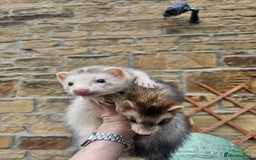 Ferret rodents for sale: X2 ferret Jill's  - Image 3