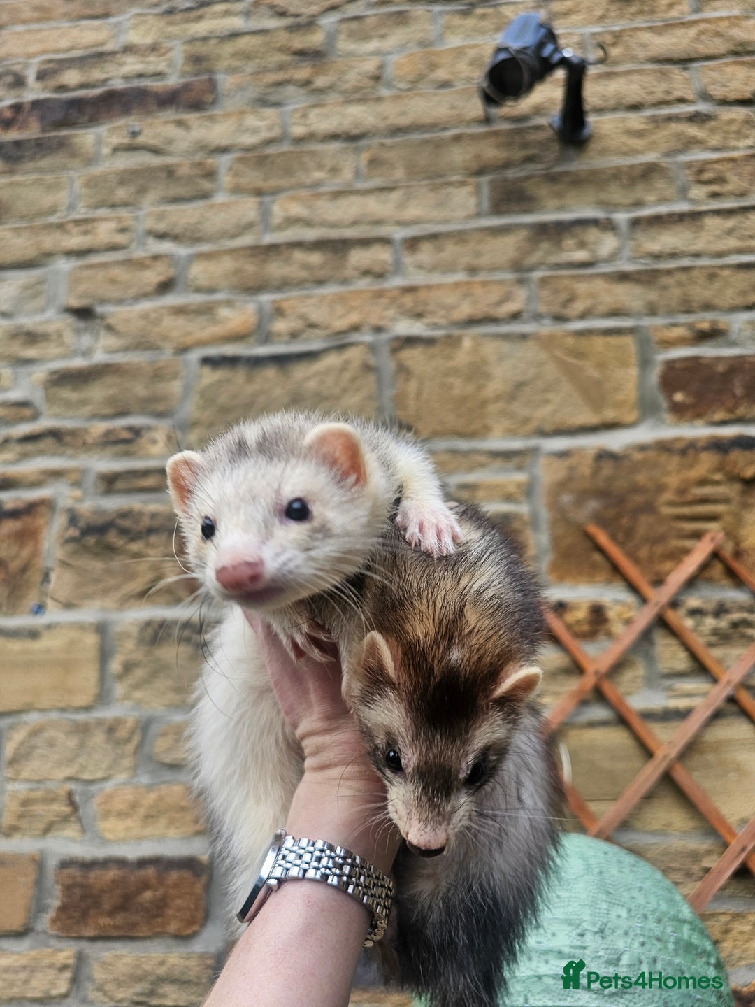Ferret rodents for sale: X2 ferret Jill's  - Image 3