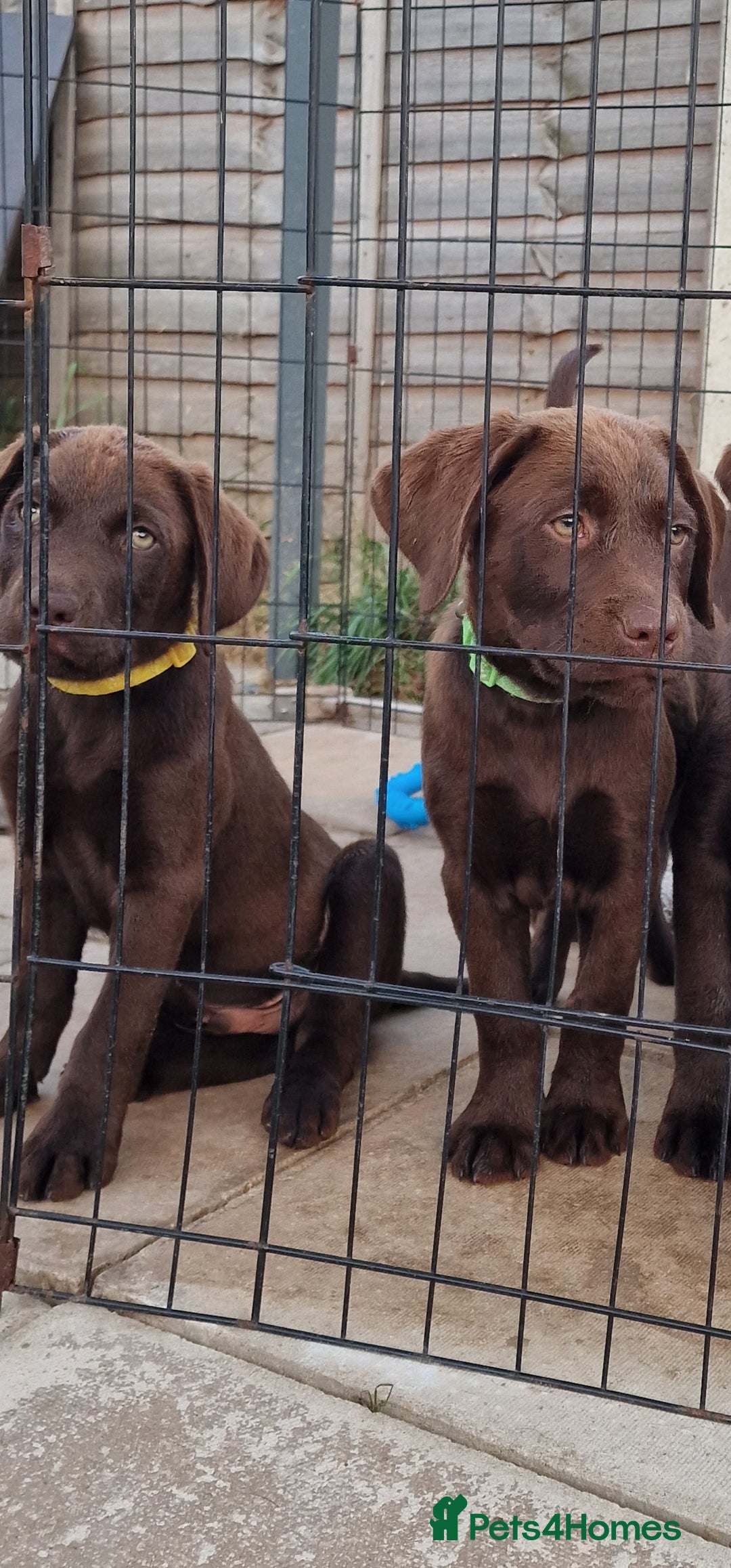 Labrador Retriever dogs for sale: KC REG.. READY NOW!. CHOCOLATE LABRADOR  - Image 1