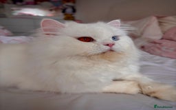 British Longhair cats for sale: Beautiful rare British longhair boy 🩵 - Image 2