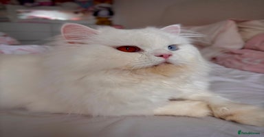 British Longhair cats - Advert 5