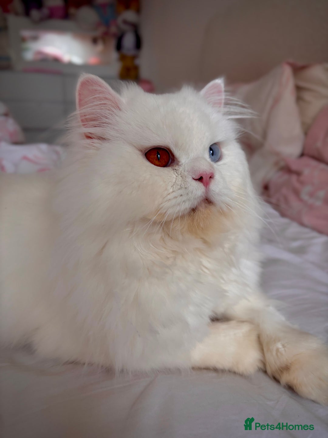 British Longhair cats for sale: Beautiful rare British longhair boy 🩵 - Image 2