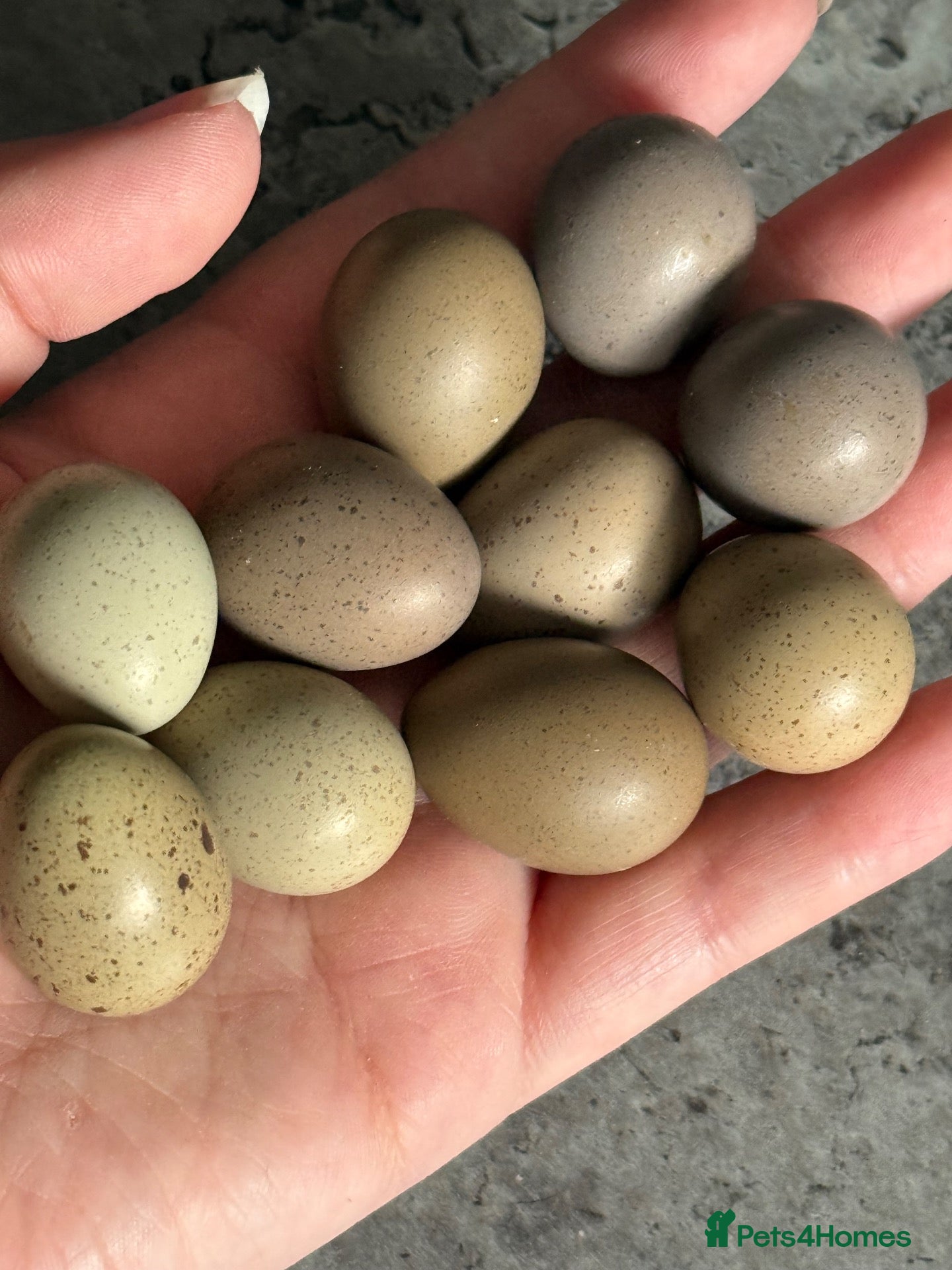 Quail poultry Chinese painted Quail hatching eggs - Advert 1