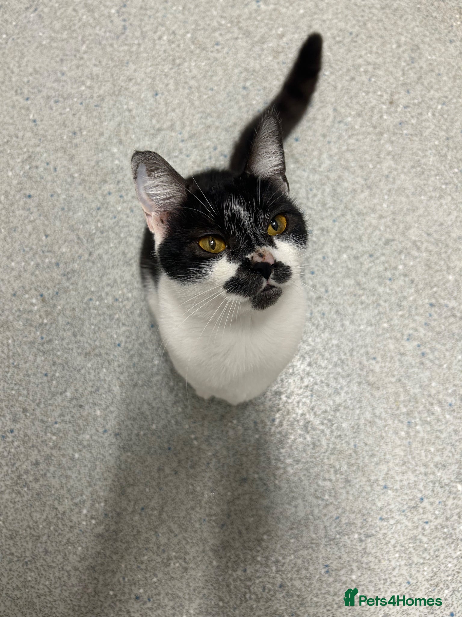 British Shorthair cats Beautiful British short hair kittens  - Advert 1