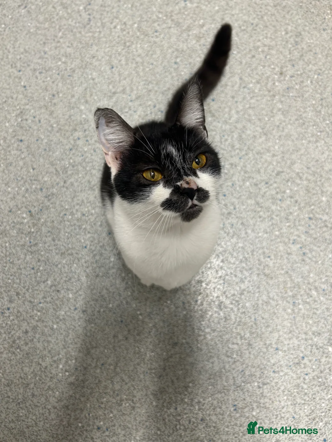 British Shorthair cats for sale: Beautiful British short hair kittens  - Advert 1