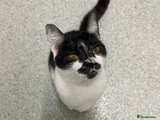 British Shorthair cats Beautiful British short hair kittens - Advert 16