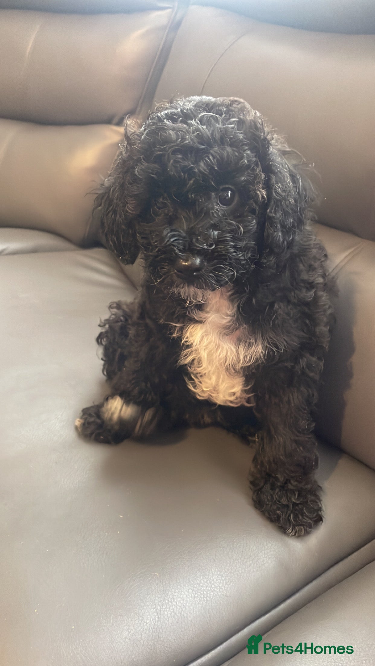 Poochon dogs for sale: Ready to leave NOW poochons🐶❤️ - Advert 2