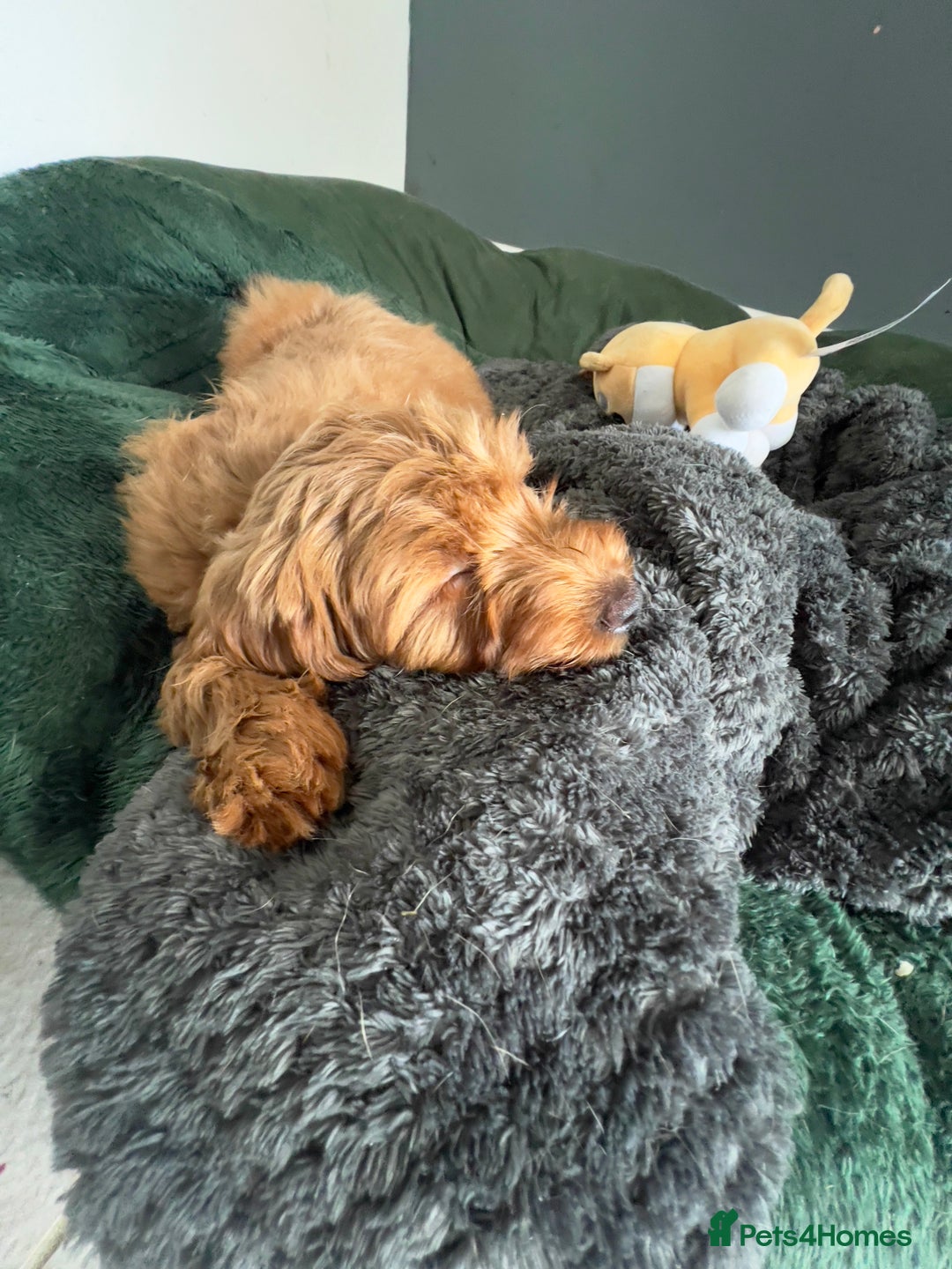 Mixed Breed dogs for sale: Cockapoo  - Advert 2