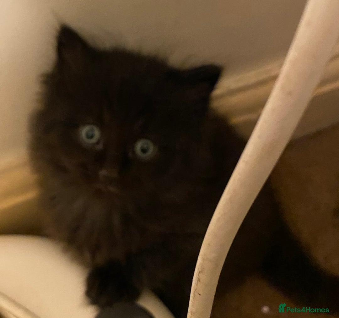Mixed Breed cats for sale: Ragamuffin mix kittens  - Image 2
