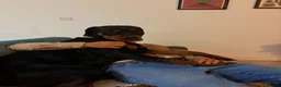 Rottweiler dogs for sale: 2 year old Rottweiler needs loving home - Advert 5