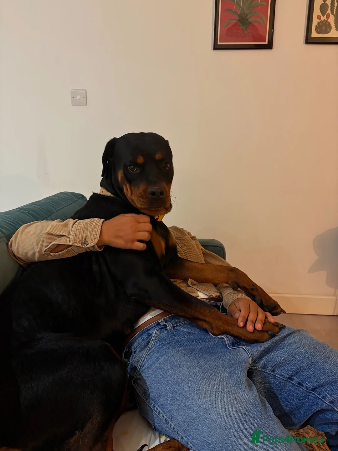Rottweiler dogs for sale: 2 year old Rottweiler needs loving home - Advert 5