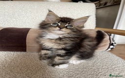 Maine Coon cats for sale: Mainecoons  - Image 15