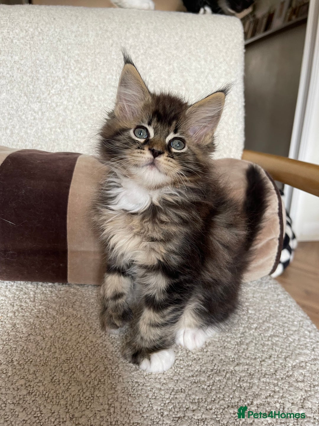 Maine Coon cats for sale: Mainecoons  - Image 15