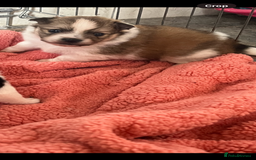 Mixed Breed dogs for sale: Jack Russel cross Pomeranian  - Image 2