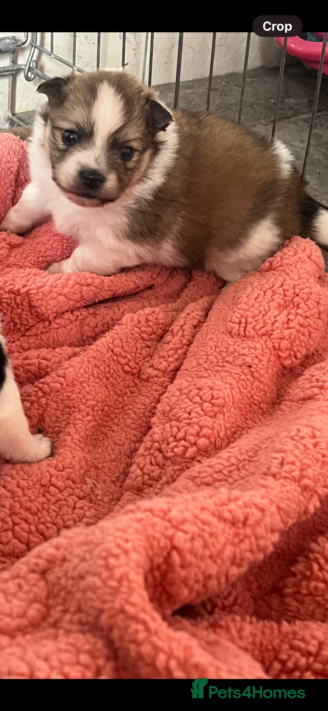 Mixed Breed dogs for sale: Jack Russel cross Pomeranian  - Image 2