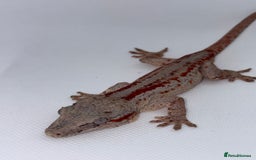 Gecko reptiles for sale: Gargoyle Geckos (can provide set-up) - Image 4