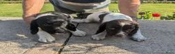 English Springer Spaniel dogs for sale: 2 beautiful springer spaniel pups for sale in Minehead - Advert 7
