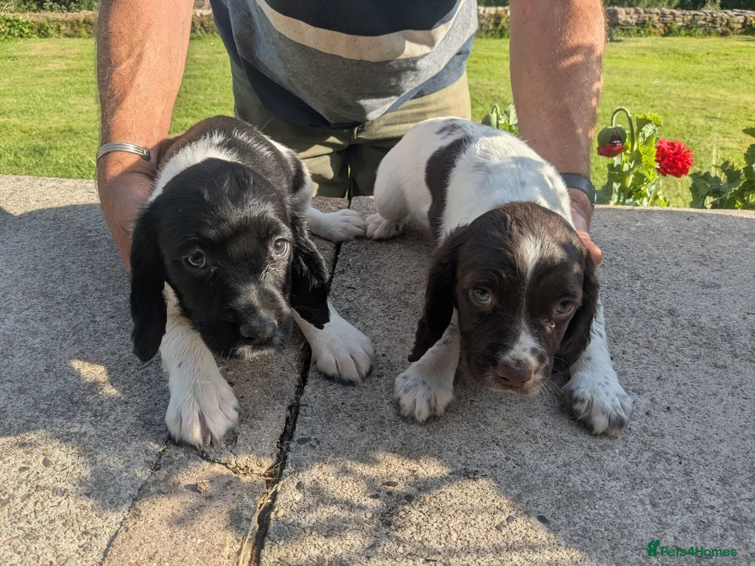 English Springer Spaniel dogs for sale: 2 beautiful springer spaniel pups for sale in Minehead - Advert 7