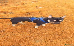 Mixed Breed dogs for sale: Frenchie cross  - Image 6