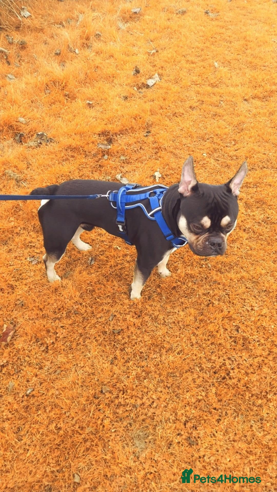 Mixed Breed dogs for sale: Frenchie cross  - Image 6