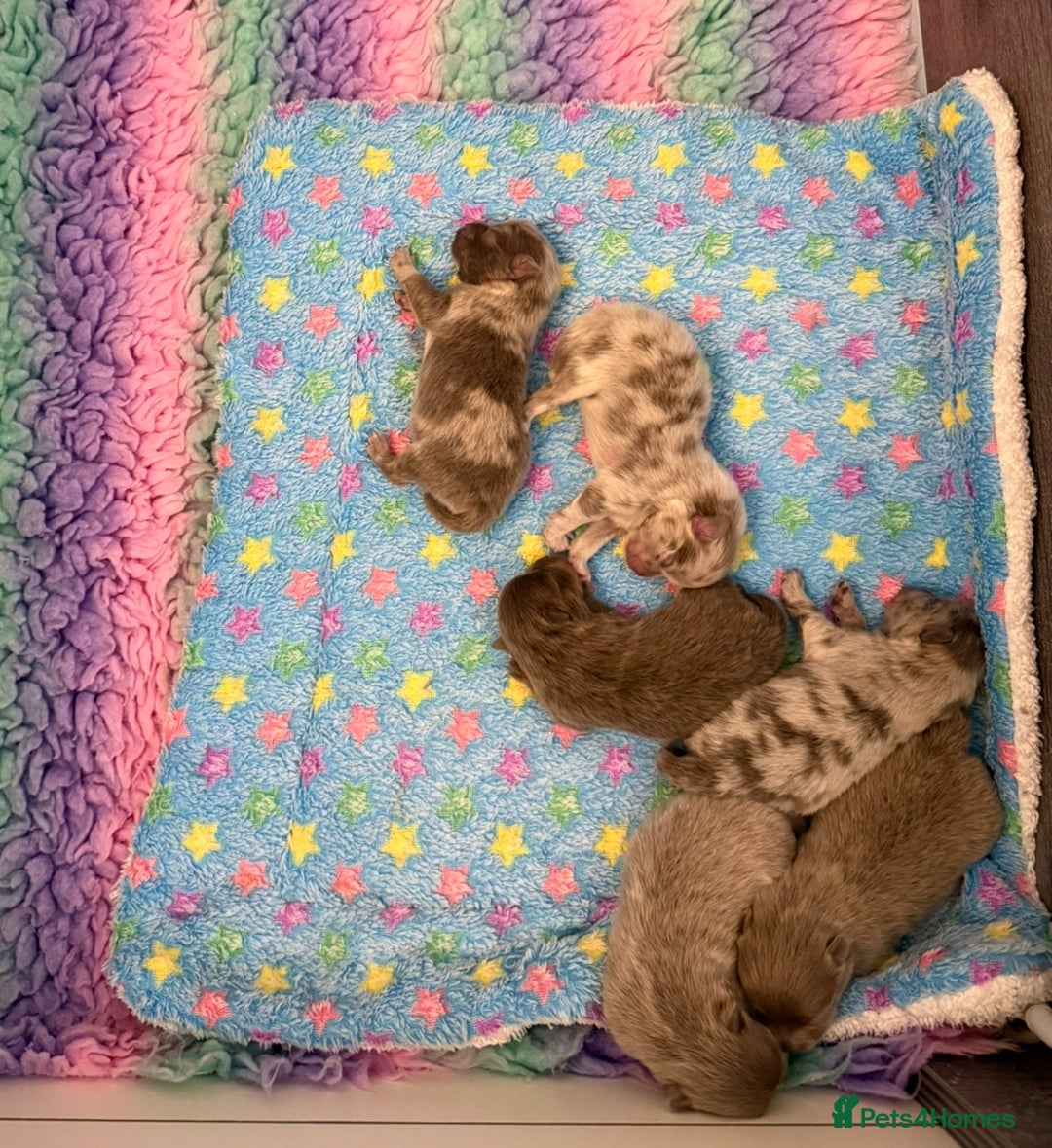 Pomeranian dogs for sale: Rare lilac tan merle teddy bears 🧸💎 - Image 18