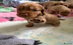 Cocker Spaniel dogs for sale: Working Cocker spaniel puppies - Image 9