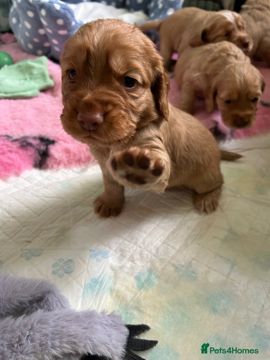 Cocker Spaniel dogs for sale: Working Cocker spaniel puppies - Image 9