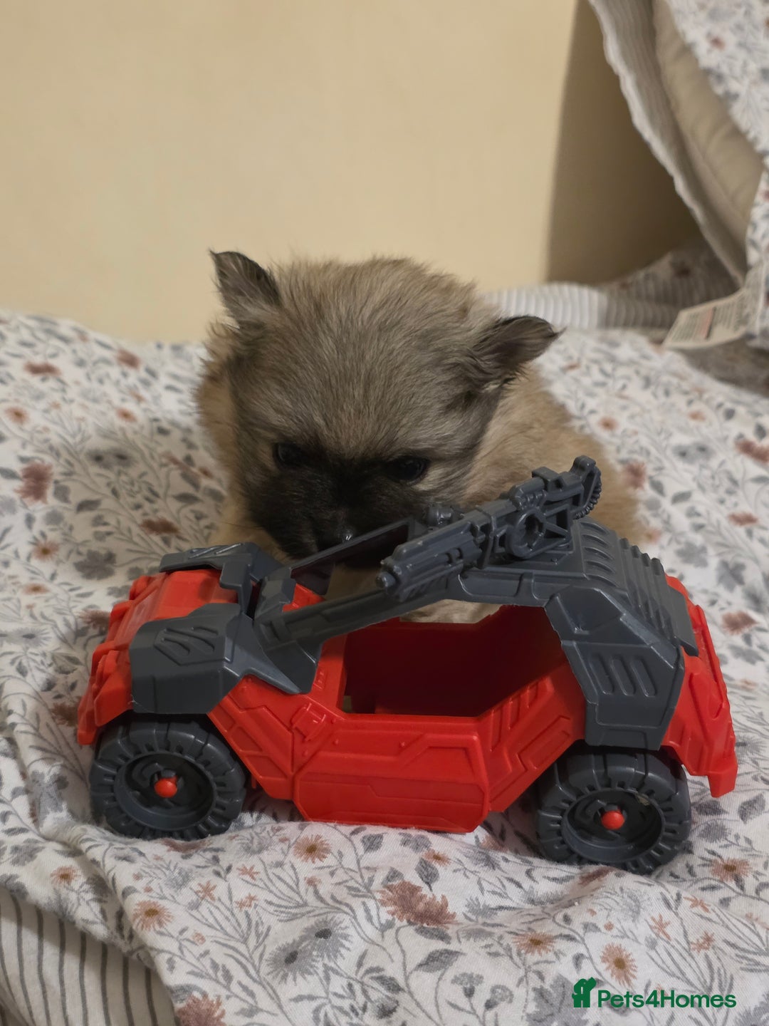 Pomeranian dogs for sale: Hello - Advert 18