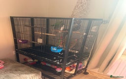 Ringnecks birds for sale: Male Indian Ringneck & Cage - Image 4