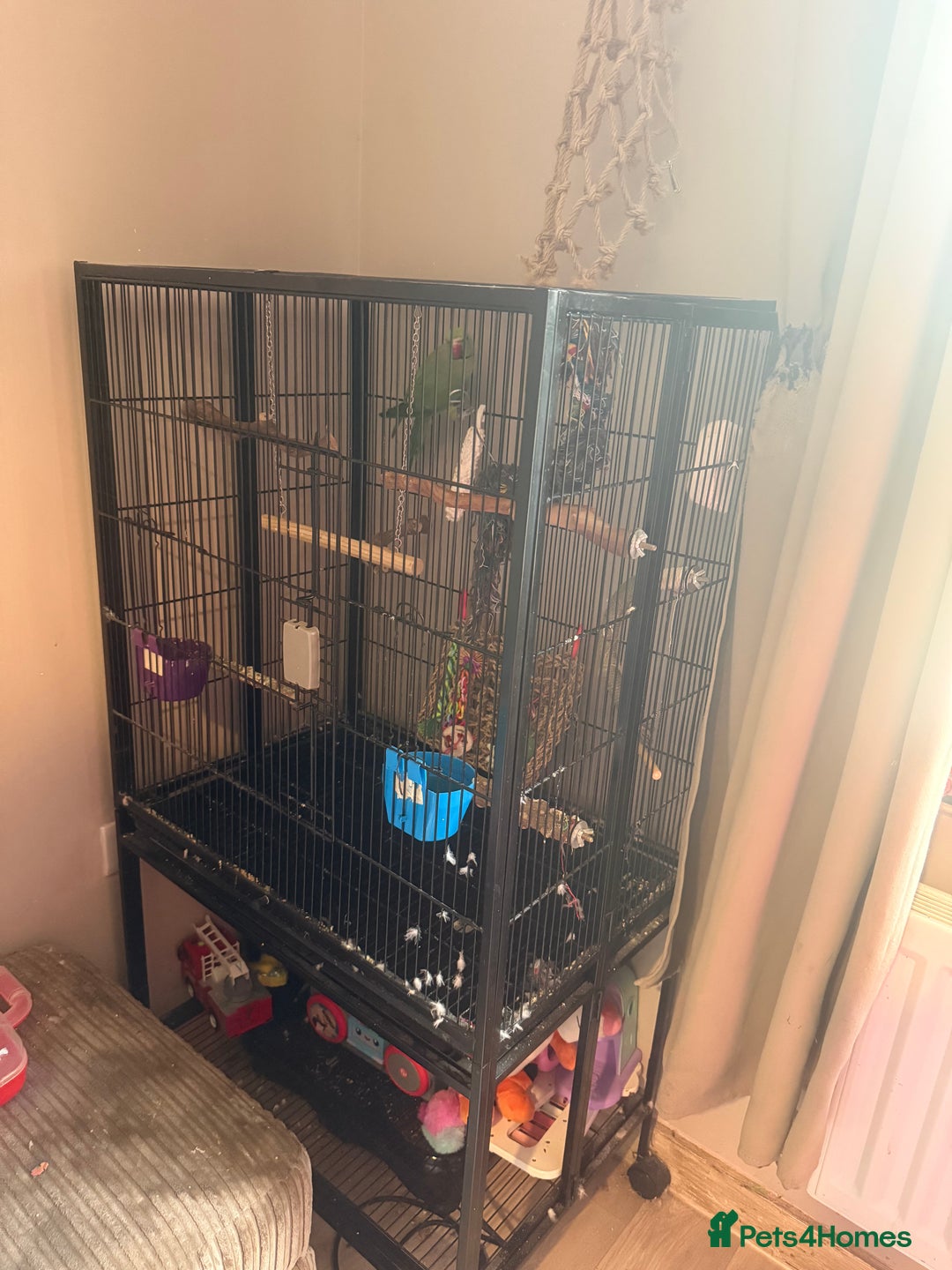 Ringnecks birds for sale: Male Indian Ringneck & Cage - Image 4