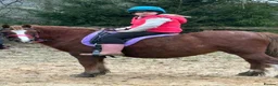 Welsh Section A horses for sale: Beautiful 12.2hh mare  in Shaftesbury - Advert 2