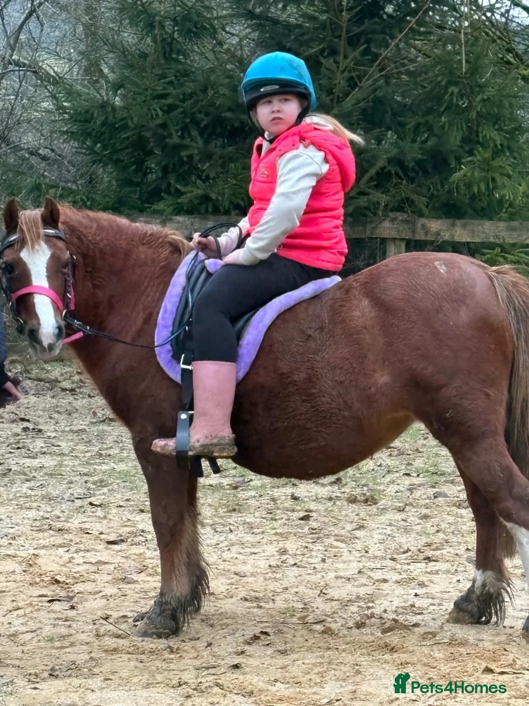 Welsh Section A horses for sale: Beautiful 12.2hh mare  in Shaftesbury - Advert 2