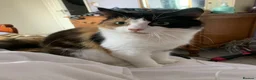 Mixed Breed cats for sale: Beautiful Kittens Seeking Loving Forever Homes  - Advert 8
