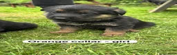 German Shepherd dogs for sale: Beautiful German shepherd pups  - Advert 3