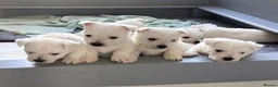 West Highland Terrier dogs for sale: West highland terrier puppies  in Armagh - Advert 4