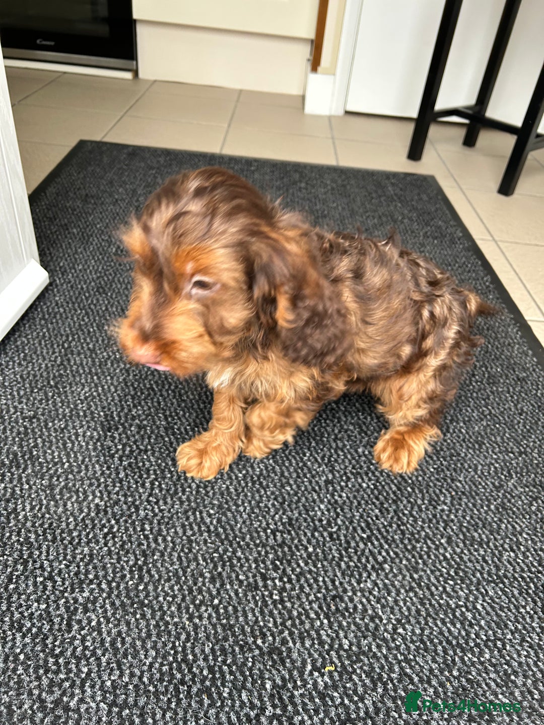 Cockapoo dogs for sale: Cockapoo  - Advert 3