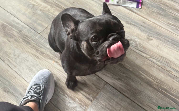 French Bulldog dogs - Advert 2
