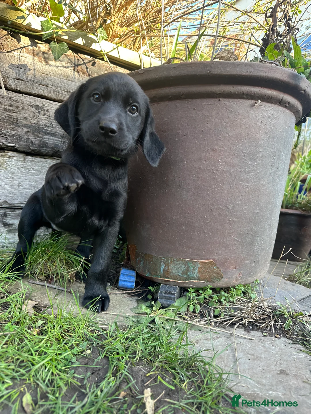 Labrador Retriever dogs for sale: Last 2 stunning kc reg black labradors - Advert 7