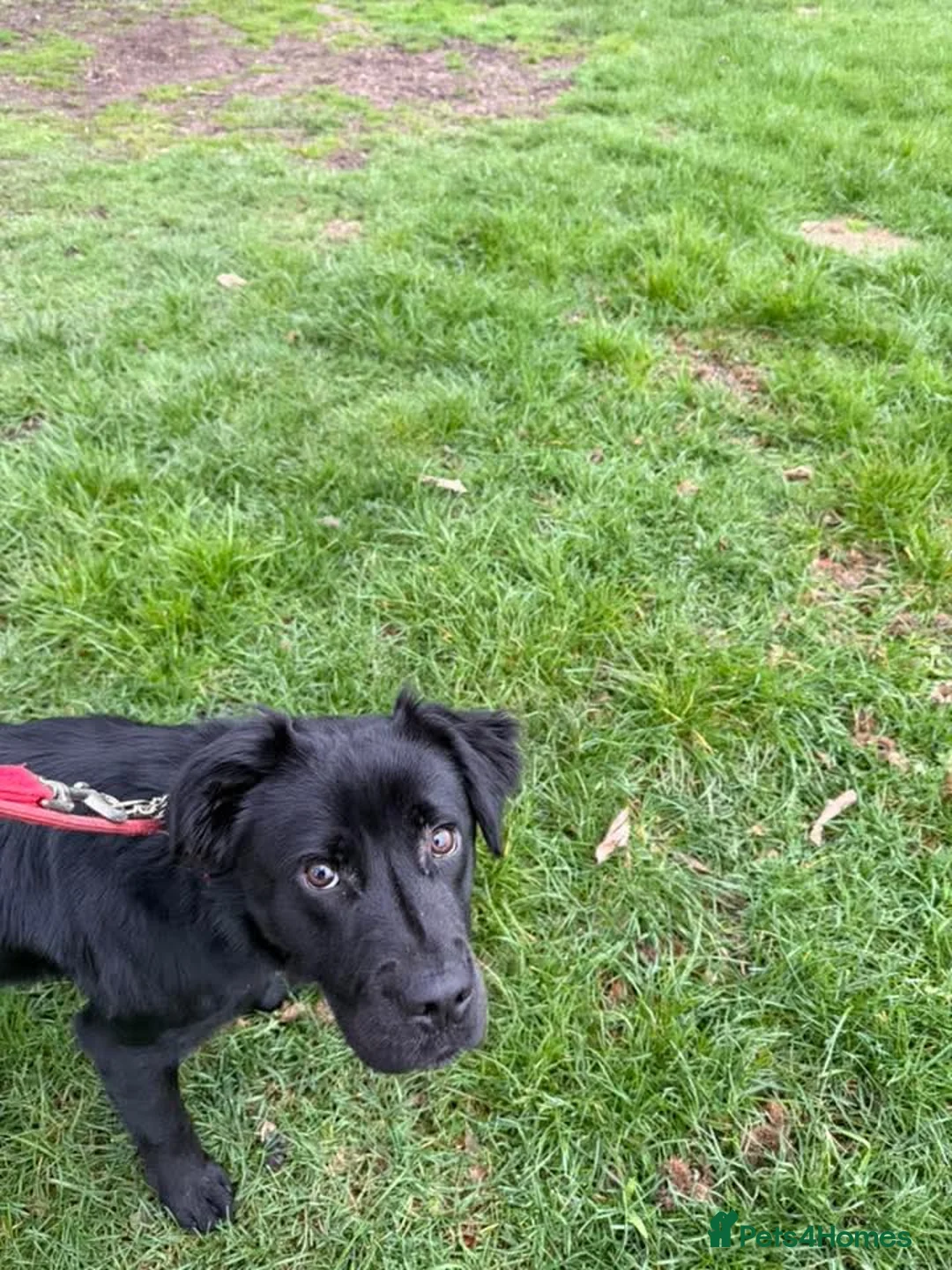 Mixed Breed dogs for adoption: Murphy - Advert 2