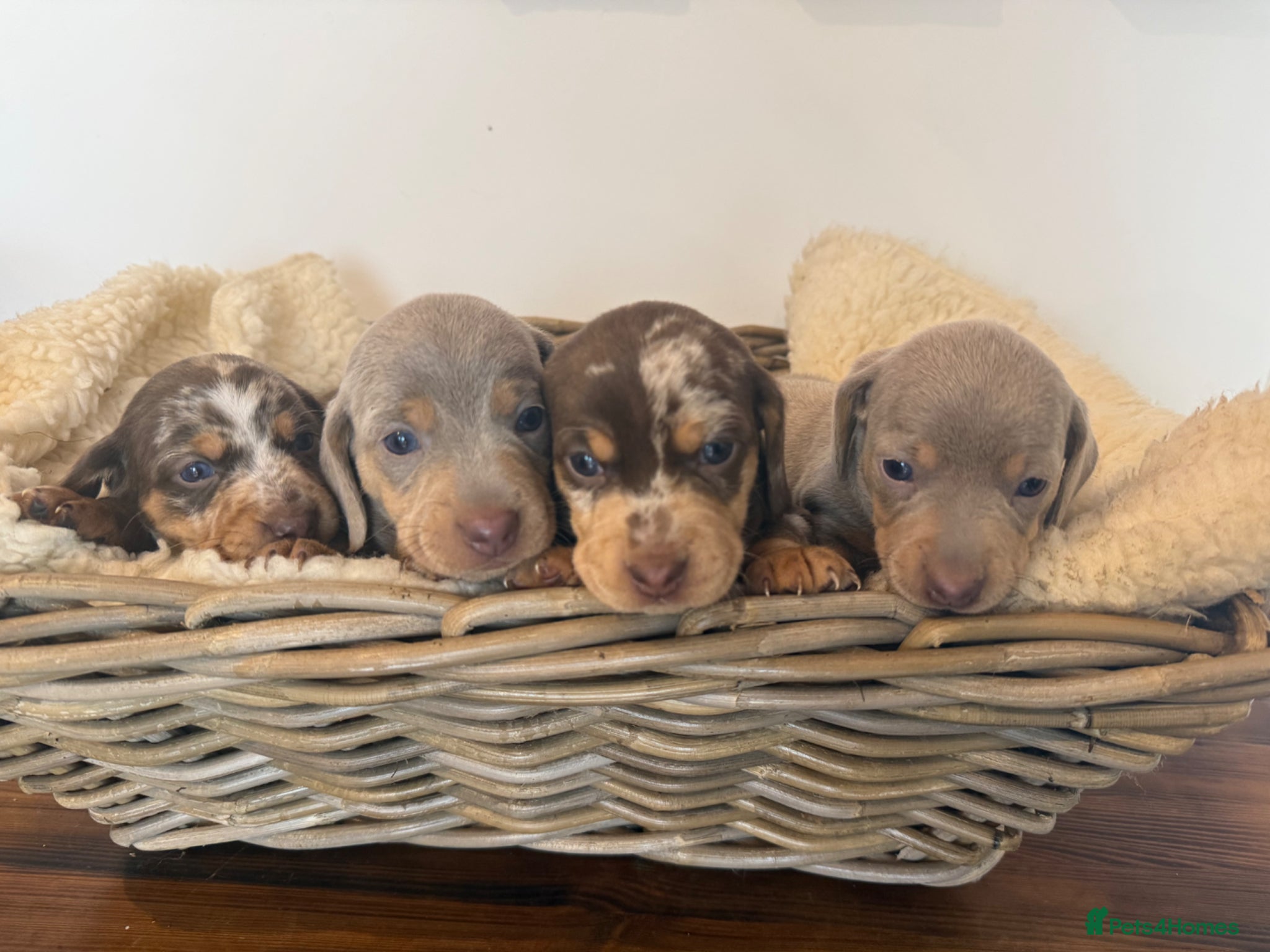 Miniature Dachshund dogs Rainbow Litter of Dachshund Babies - Advert 2